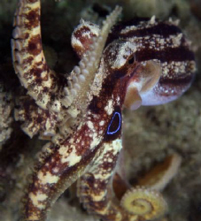"talk to the hands" - ocellate octopus standing tall as I... by John M Akar 